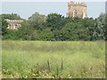 Church at Marston Moretaine appearing above the trees