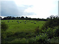 Fields at Home Farm near Bishop