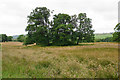 Clump of trees near Setmurthy