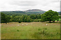 Sheep in the Derwent valley