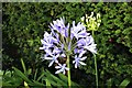 SH7782 : Agapanthus by Richard Hoare
