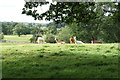 Alpacas near The Lakes Distillery