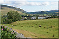 Field of sheep above Threlkeld