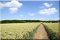 NZ3725 : Public bridleway across field of wheat by Trevor Littlewood