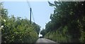 A country lane in Winterborne Herringston