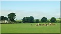 Cattle in fields West of the Rathfriland Road