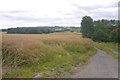 Oilseed rape, Corve Dale