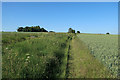 Footpath and wheat