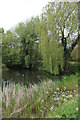 Village pond, Combs