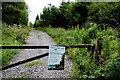 Forest track, Derrygany