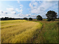 Barley field by Burnfarm, Black Isle