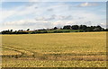 NU2308 : Farmland Near High Buston by David Robinson