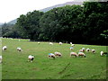 Sheep in field by Pont Cefnhir