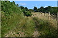 Path south from Plantation Copse