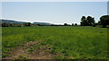 Grassy field opposite Church Farm