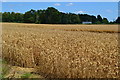 View across field to Curry Cottages