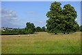 Pasture, Everdon