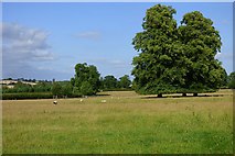 SP5958 : Pasture, Everdon by Andrew Smith