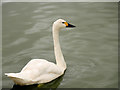 SO7204 : Bewick's Swan, Slimbridge by David Dixon