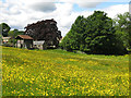 Meadow east of Muschamp House