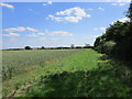 Bridleway along the edge of a wheatfield