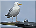 J3775 : Herring gull, Sydenham bypass, Belfast (August 2019) by Albert Bridge