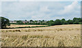 Weather-battered wheat crop