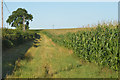 Maize in a field west of Fernham