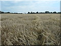 SK1118 : Barley field between Yoxall Road and Green Lane by Christine Johnstone