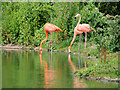 SO7204 : Caribbean Flamingos at Slimbridge by David Dixon