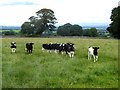 Field with calves at High Murber Farm