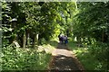 Ladywell Cemetery : shady path