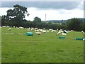 Field with many sheep