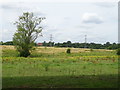 Grazing near Slades Farm