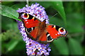 Peacock Butterfly, Acton Turville, Gloucestershire 2019