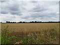 Cereal crop near Punch Bowl House