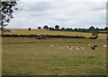 Grazing near the River Ver