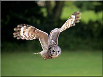 SO7023 : Abyssinian Eagle Owl (Bubo cinerascens) at ICBP by David Dixon