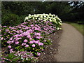 Hydrangeas in Greenwich Park