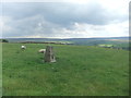 Trig pillar on Lower Hill