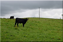 H5572 : Cattle in a field and dark skies overhead, Bracky by Kenneth  Allen