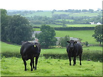 H5472 : Cattle, Bracky by Kenneth  Allen
