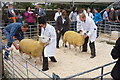 Judging sheep at the Orkney County Show