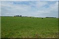 Farmland near Dunstanburgh Castle Golf Club