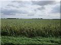 TF5309 : Bean field off Hope Lane by Jonathan Thacker
