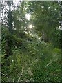 Overgrown lane off Barrack Road, Exeter