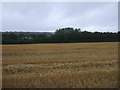 Stubble field off National Cycle Route 81