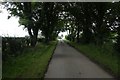 Tree lined road