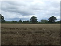 Cereal crop near Lower Brockhurst  Farm