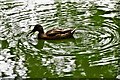 Shanklin: Ducks on Big Mead Pond 2